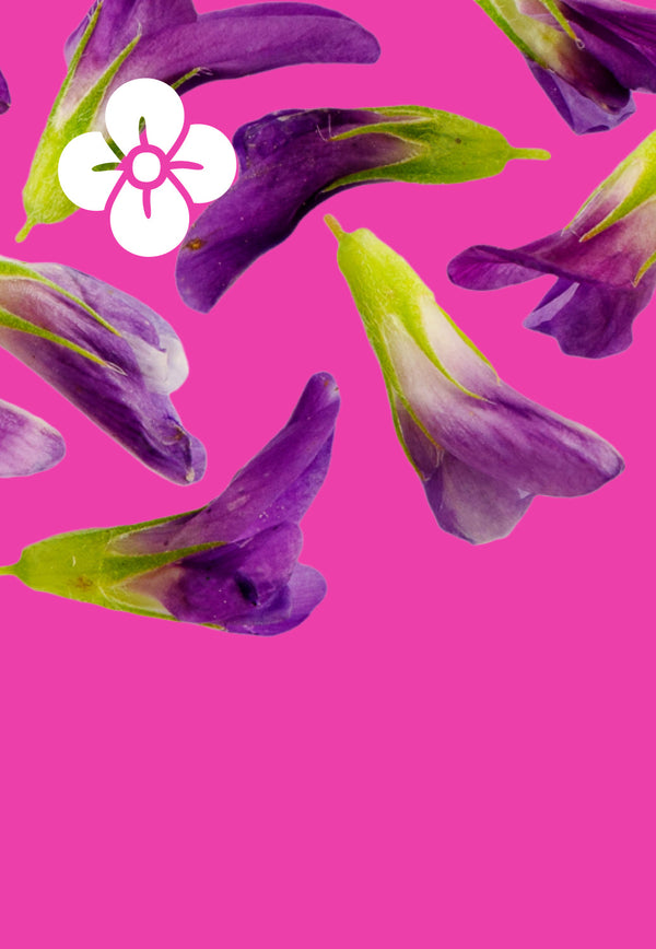 Butterfly Peaflower