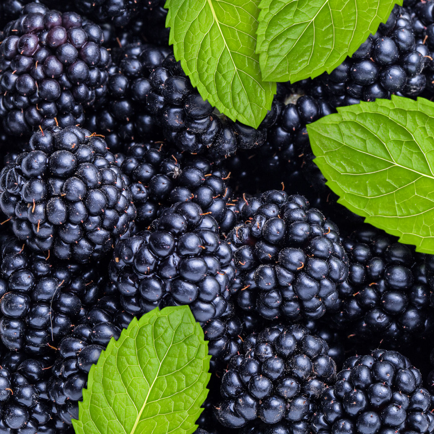 Blackberry & Mint